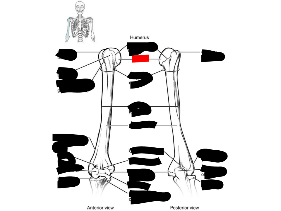 <p>humerus</p>