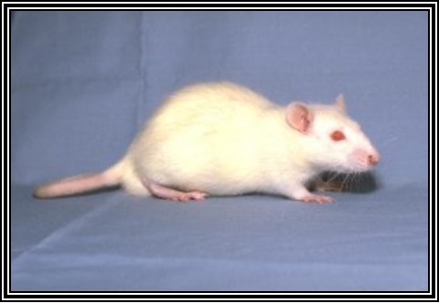 <p>Albino rat stock with tail usually shorter than body</p>