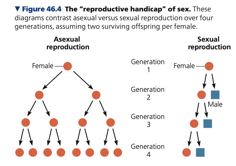 **Evolutionary enigma**

* The existence of sexual reproduction is puzzling
  * Asexual condition will increase in frequency at each generation
  * Sex has a “twofold cost”: the _____ of sexual offspring will remain the same at each generation because both a male and a female are required to reproduce

\
* Hypotheses on the advantages of sexual reproduction
  * The unique ______ of parental genes formed during meiotic recombination and fertilization
    * Beneficial gene combinations arising through

      recombination might speed

      up _______
    * Might allow a population to

      rid itself of sets of harmful

      genes more readily
  * **Varied genotype offspring**: may

    enhance the reproductive success of parents when environmental factors, such as pathogens, change relatively rapidly
  * **Asexual reproduction**: expected to be most advantageous in stable, favorable environments because it can perpetuate successful genotypes precisely