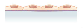 <p><span>This is an example of </span><span style="color: mediumseagreen"><strong>[...]</strong></span><span> epithelial tissue</span></p>