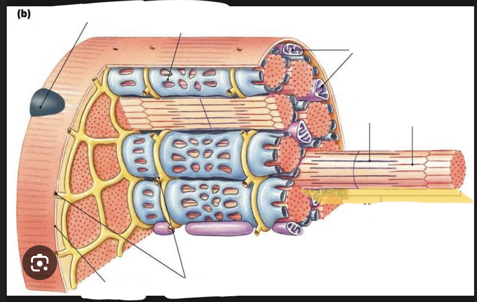 <p>identify the structure of skeletal muscle </p>