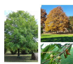 <p>-thin oblong leaves -a crap ton of leaves on the ground in fall</p>