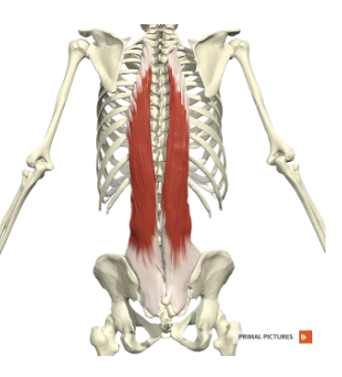 <p>Pars thoracalis</p><ul><li><p><strong>Proximaal: </strong><span>dorsale zijde vh sacrum, fascia thoracolumbalis, proc. spinosus L5-T11, ligg. sacroiliaca dorsalia en het dorsaal deel van de crista iliaca</span></p></li></ul><ul><li><p><strong>Distaal: </strong><span>proc. accessorius L1-L5, proc. transversus T1-T12, proc. costarius L1-L5, fascia thoracolumbalis en de onderrand rib 3-12</span></p></li></ul><p></p>