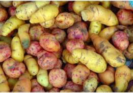 <p>including potatoes, are the swollen ends of</p><p>rhizomes specialized for food storage; eyes are</p><p>arranged in a spiral pattern around the potato are</p><p>clusters of buds that mark the nodes</p>