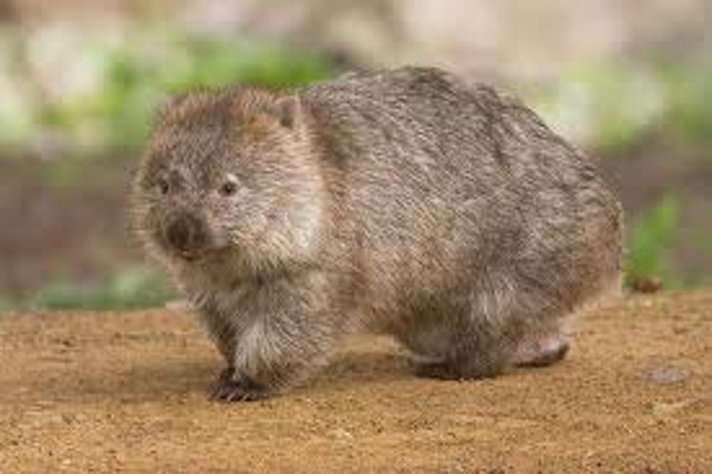 <p>Wombat</p>