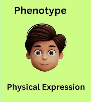 <p>The observable physical and physiological traits of an organism, resulting from the interaction of its genotype with the environment. </p>