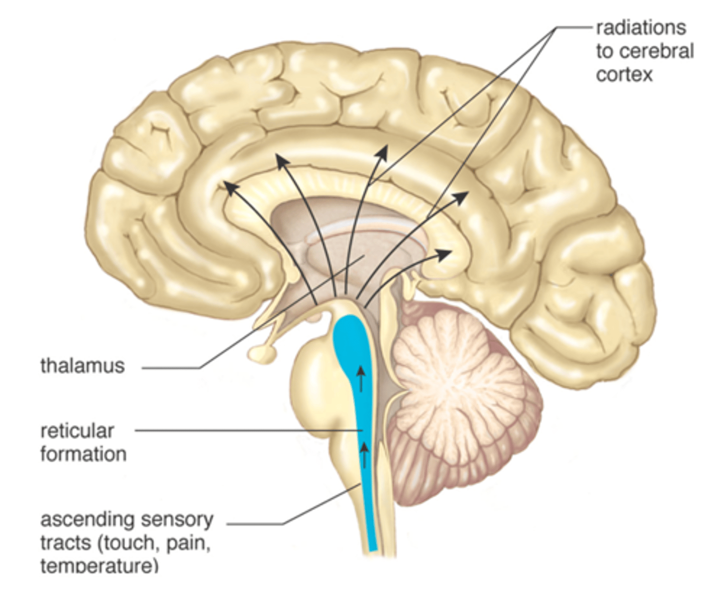 <p>-Somatic motor control</p><p>-Cardiovascular control</p><p>-Pain modulation</p><p>-Sleep and consciousness</p><p>-Habituation</p>