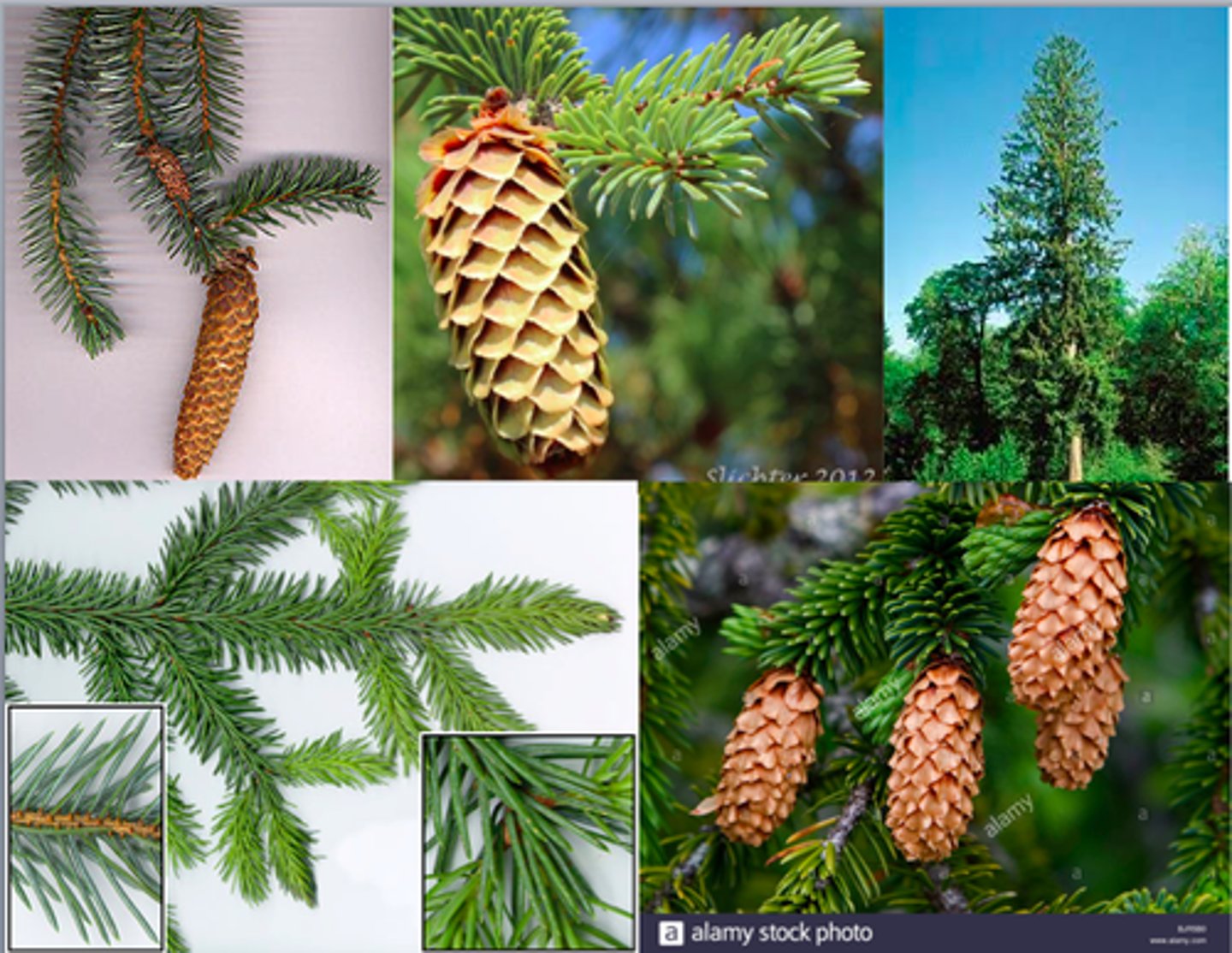 <p>"squared" shingling on bark. Thin, wavy, downwards hanging cones. Stiff, sharp lightly coloured needles, four sided around branches and bushy.</p>