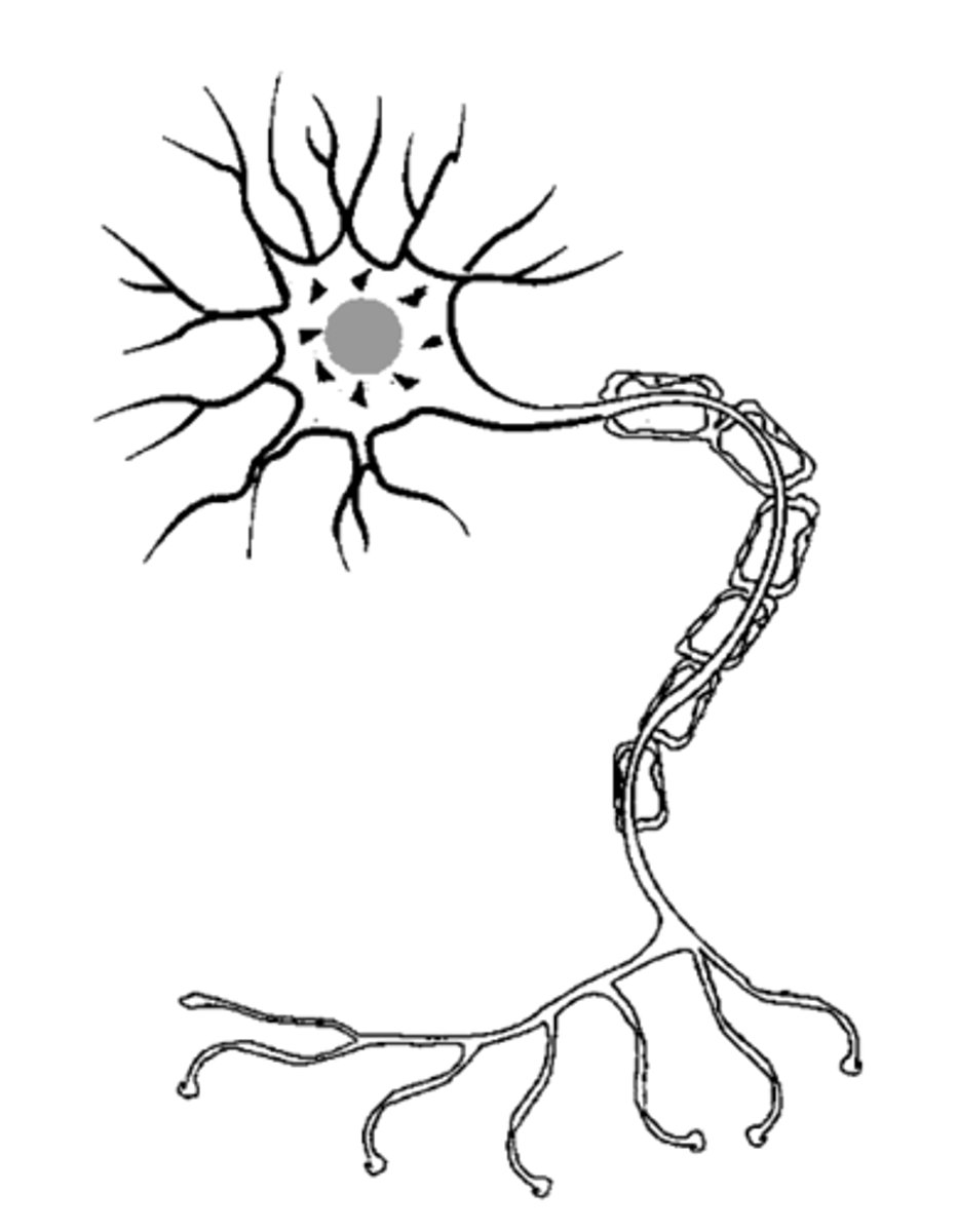 <p>one of two types of cells in the nervous system; neurons are the type of nerve cell that handles the information-processing function</p>