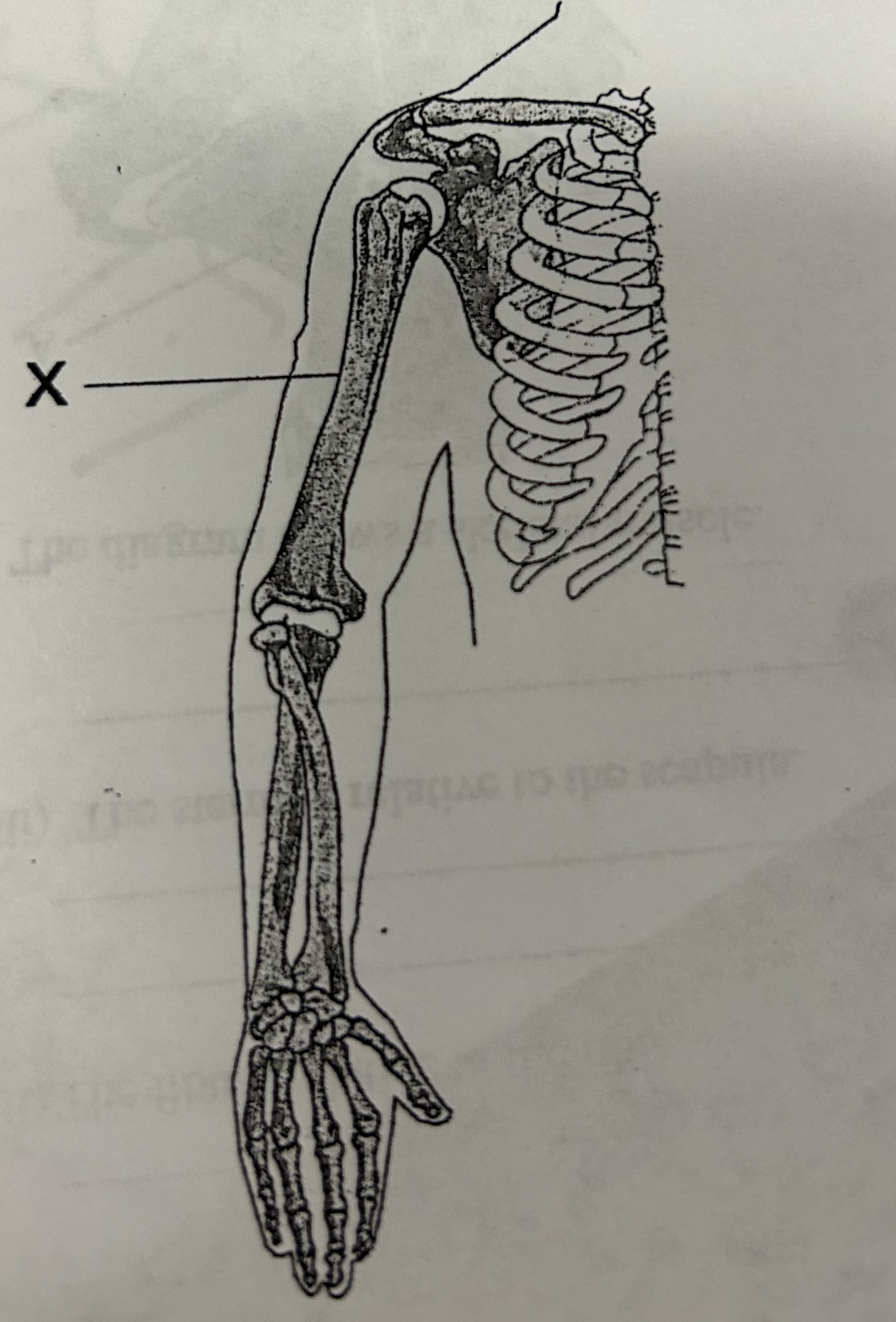 <p>What is the name of the bone indicated by label X in the diagram below?</p>