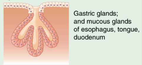 <p>Identify the exocrine gland</p>