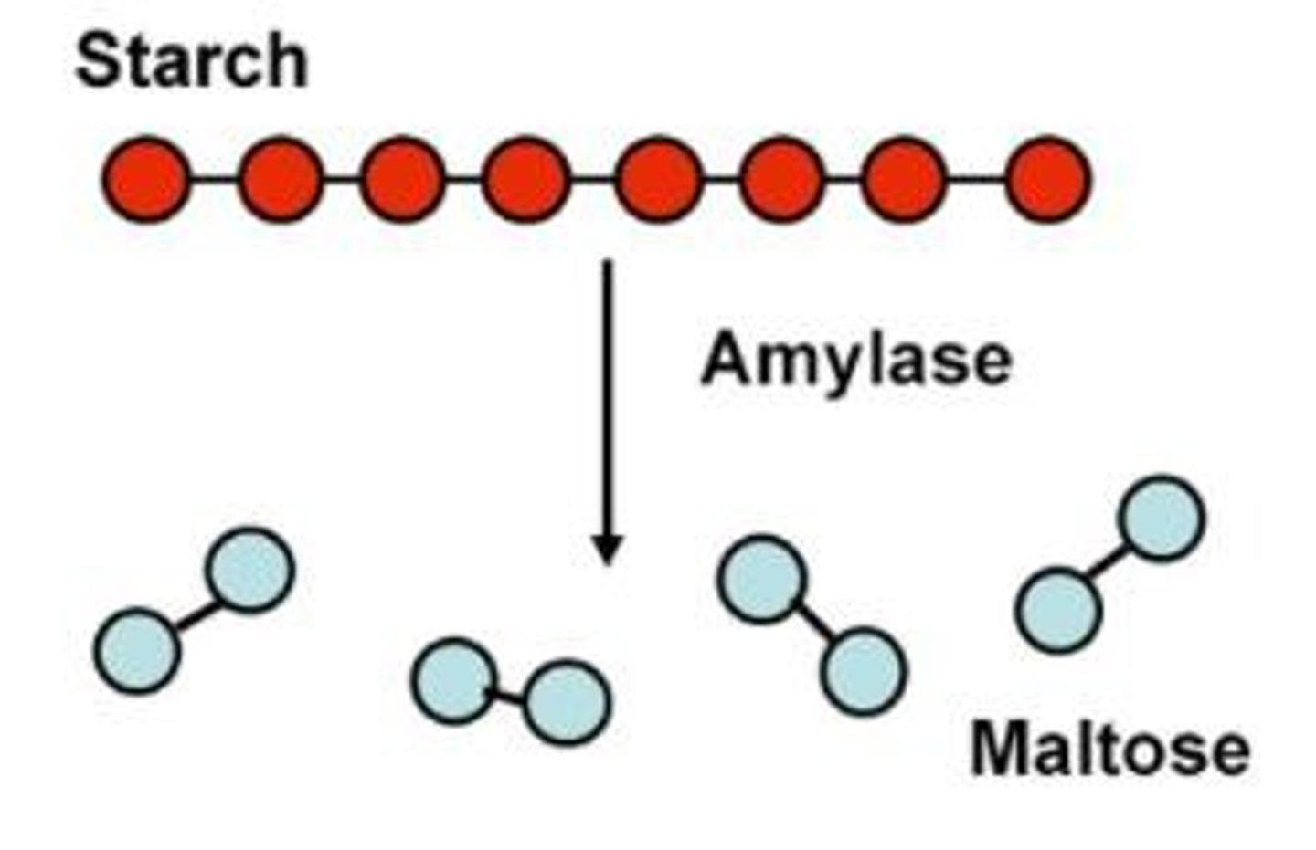 <p>Digests starch into simple reducing sugars or simple sugars</p>