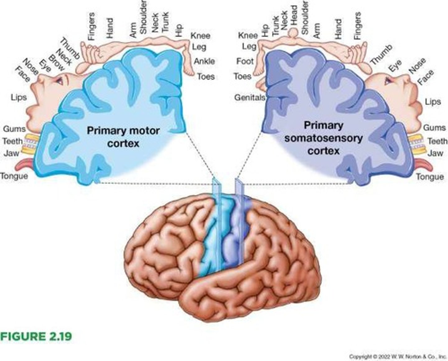 <p>The primary somatosensory and motor representation in the brain.</p>