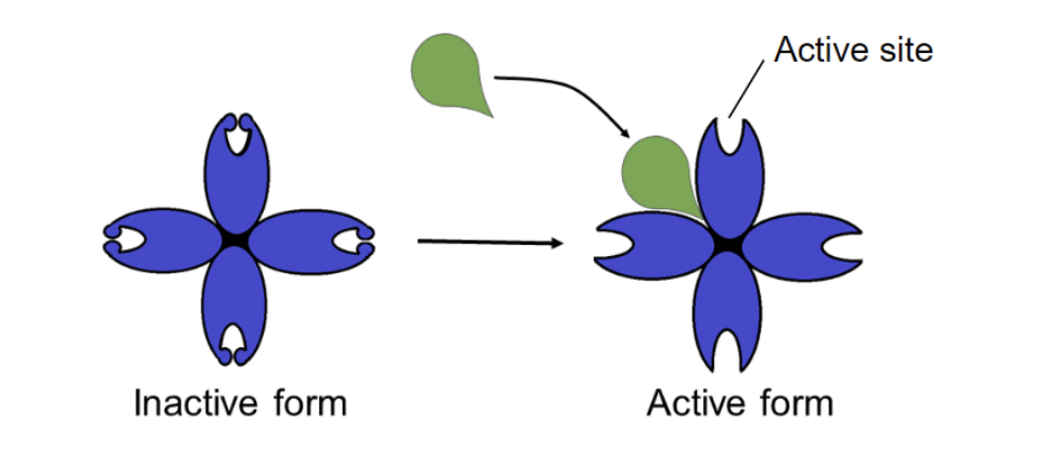<p>what. type of enzyme regulation is this: </p>