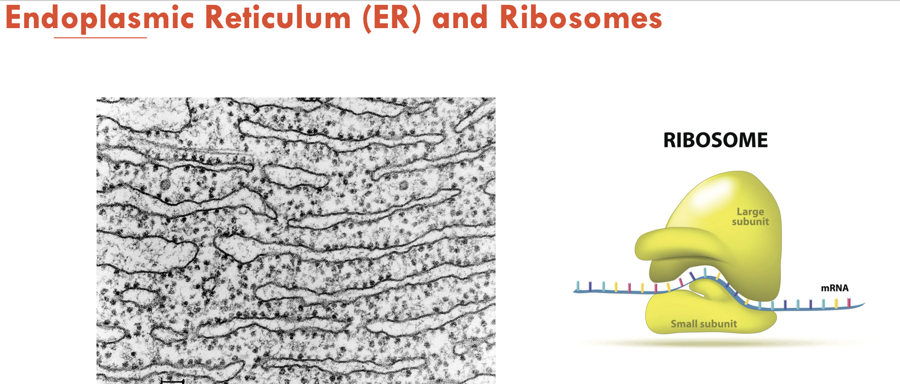 <p>A - ribosomes (each made of one large and one small subunit)</p><p>B - free floating in the cytoplasm or bound to form a complex in <strong>rough ER</strong></p><p>C - it is not associated with ribosomes</p>
