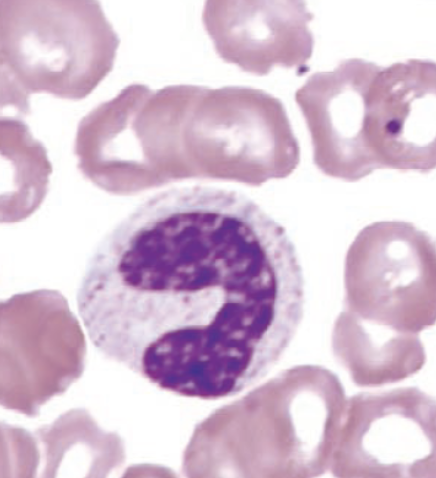 <p>identify this cell:</p>