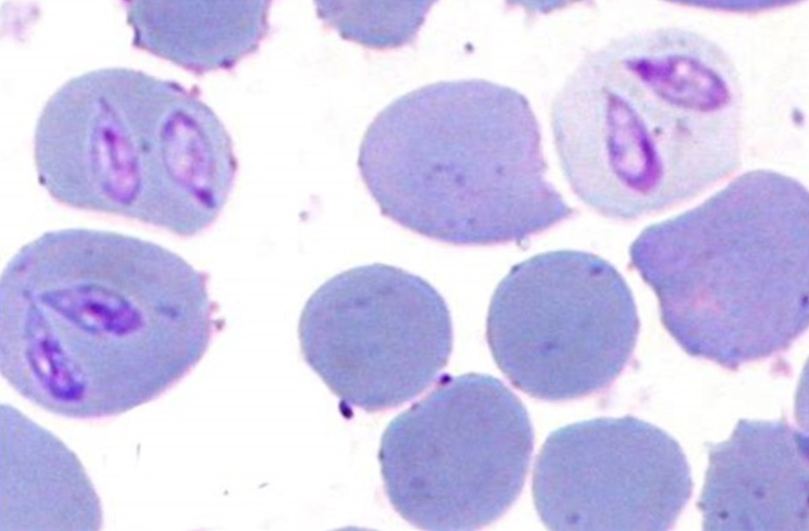<p>Blood smear of horses</p>