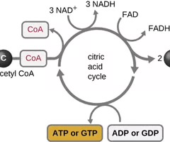 <p>A coenzyme involved in redox reactions in metabolism.</p>