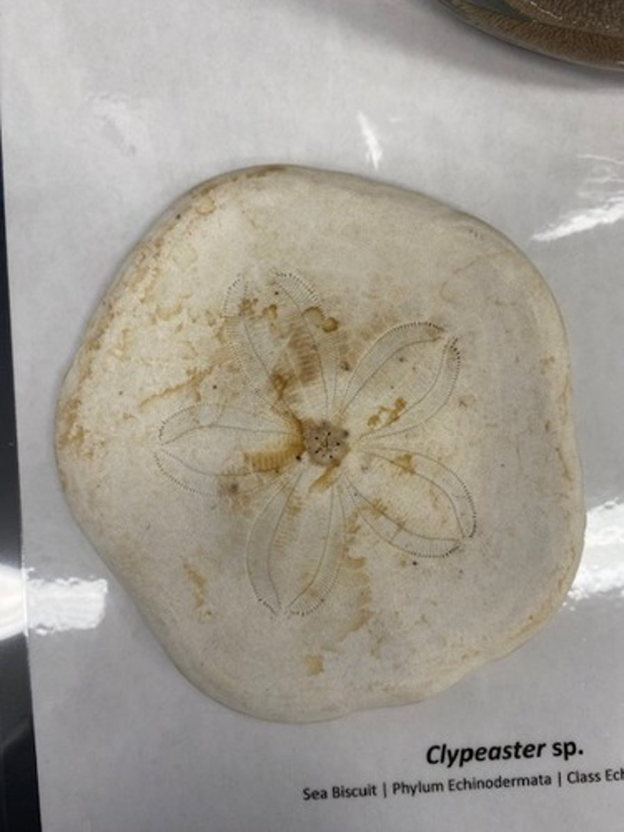 <p>What is the common name of this organism?</p>