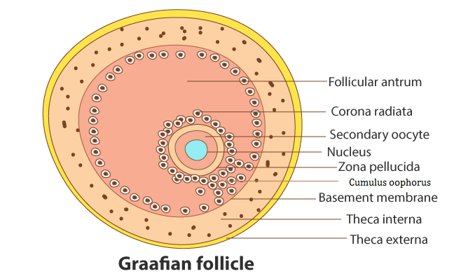 <p>i) <strong><u>Zona pellucida</u></strong> - glycoprotein protein surrounding cell membrane of 2ndary oocyte.</p><p>ii) <strong><u>Corona radiata</u></strong> - cellular layer providing protection to them and provide nutrients</p><p>iii) <strong><u>Cumulus cells</u></strong> - contribute to radiata cells</p><p>iv) <strong><u>Theca</u></strong> - cells surrounding graafian follicle which release oestrogen.</p>