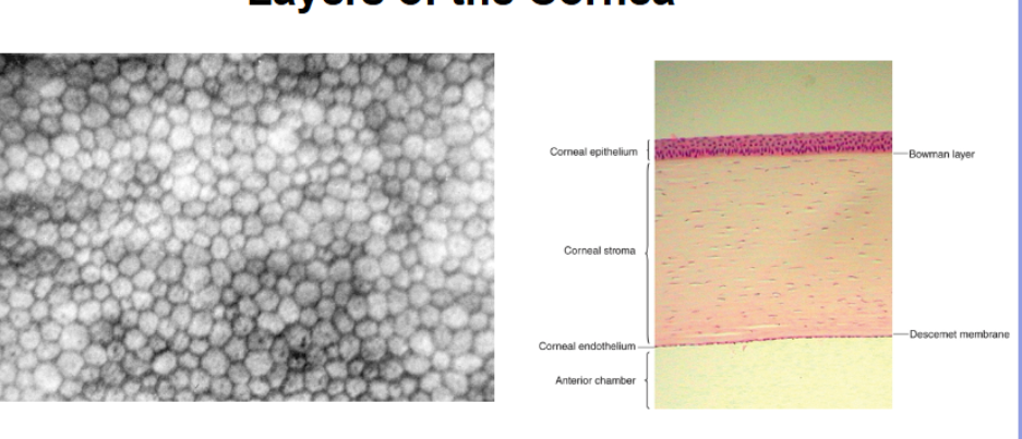 <p>layers of the cornea </p>