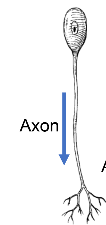 <p><span>Unipolar Neurons</span></p>