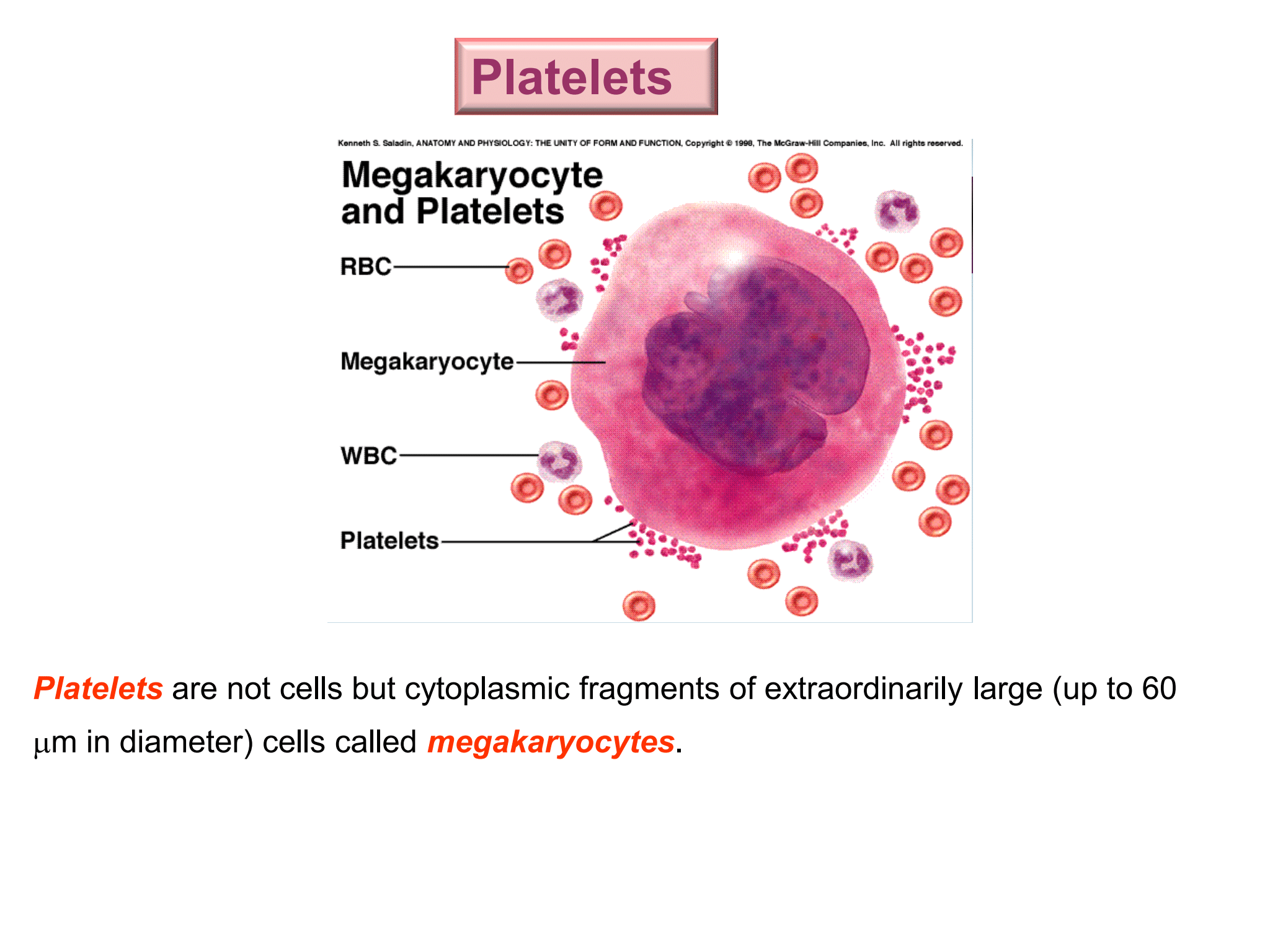 <p>Platelets</p>