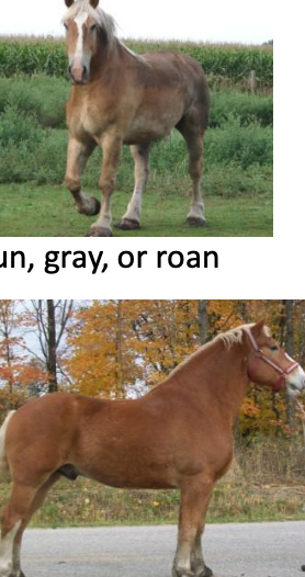 <p>Belgian</p><p></p><p>Origin: Belgium</p><p>Color: Chestnut, bay, brown, dun, gray, or roan</p><p>Body: 16-18 hands, heavy, solid, strong</p><p>Traits: calm temperament</p><p>Purpose: work; pull loads</p>