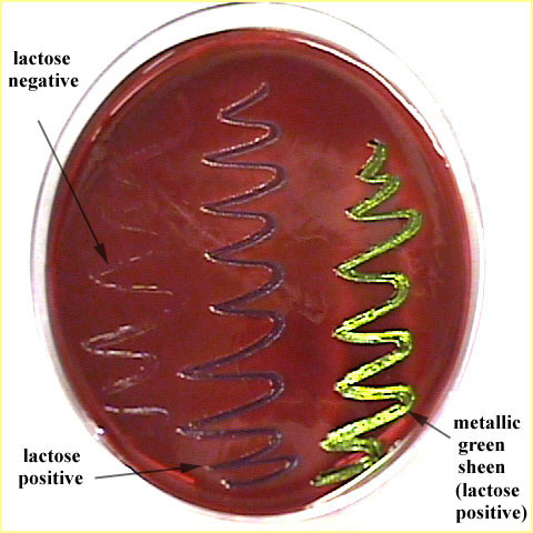 <p>Selects for Gram-negatives coliforms (can live in the intestines) and shows lactose fermentation.</p>