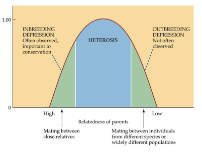 lowered fitness that sometimes occurs when individuals of different subspecies or distinct populations mate and produce offspring