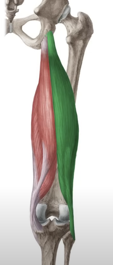 <p>extend the thigh and flex the leg</p>