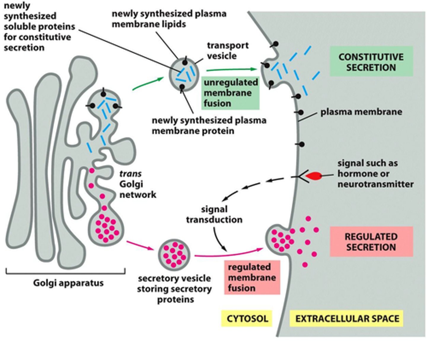 <p>Only operates in specialized cells:</p><p>→Proteins are sorted and packed in the trans Golgi network which has conditions that cause proteins to aggregate (low pH, high Ca²⁺)</p><p>→Proteins are sorted in secretory vesicles which accumulate near the PM and wait for a signal to stimulate their fusion with the PM</p><p>→Aggregation allows secretory proteins to be at very high concentrations (allows these proteins to be in a small amount of space; will dock but not fuse until they get a signal to....so large amount of proteins will be released at the same time)</p>