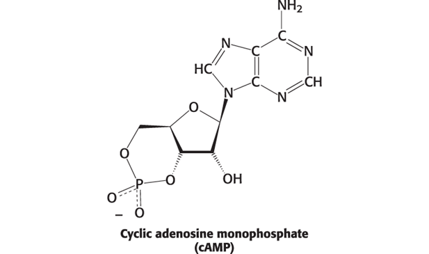 <p><span style="font-family: Aptos, sans-serif">Signal molecule</span></p><p><span style="font-family: Aptos, sans-serif">Only made in certain circumstances</span></p><p><span style="font-family: Aptos, sans-serif">2<sup>nd</sup> messenger</span></p>