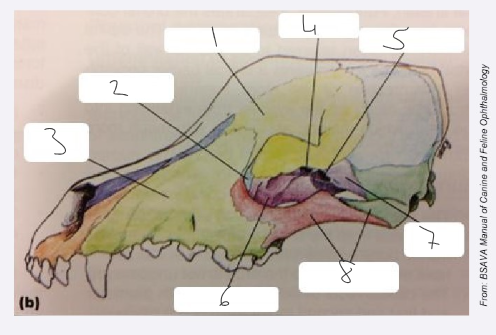 <ol><li><p>frontal bone</p></li><li><p>lacrimal bone</p></li><li><p>maxilla</p></li><li><p>orbital canal</p></li><li><p>orbital fissure</p></li><li><p>palatine bone</p></li><li><p>sphenoid bone</p></li><li><p>zygomatic arch</p></li></ol><p></p>