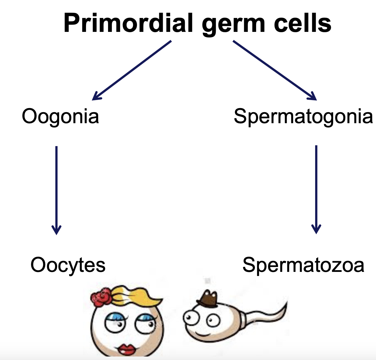 * earliest recognizable precursors of gametes
* appears outside the gonads
* migrates to gonads during early embryonic development 