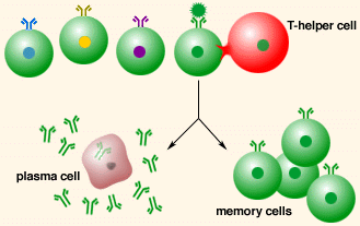 As the receptor on a helper T cell attaches to the antigen this activates the T cell to divide rapidly by mitosis and form a clone of genetically identical cells. These cloned T cells stimulate B cells to divide and form a clone of identical B cells all of which produce the antibody that is specific to the foreign antigen.