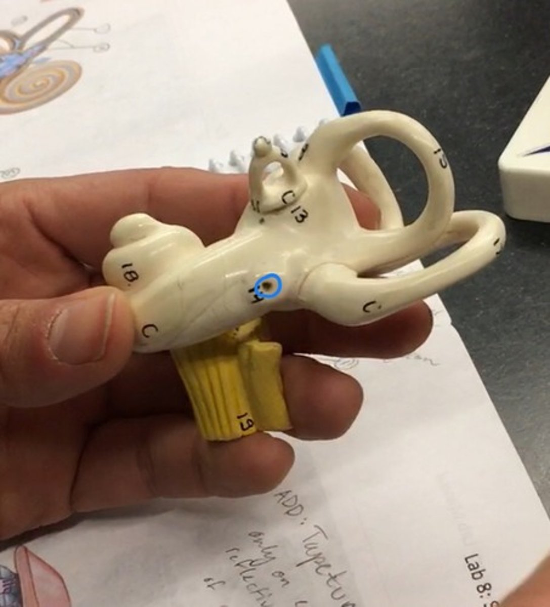 <p>An opening on the medial wall of the middle ear that leads into the cochlea and is covered by the secondary tympanic membrane. On the bottom, like a pinhole.</p>
