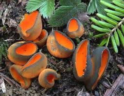 <p>Sac fungi, asci produce ascospores</p>