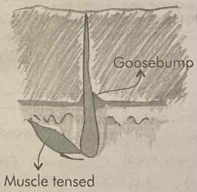 <p>Contraction of hair erector muscles</p>
