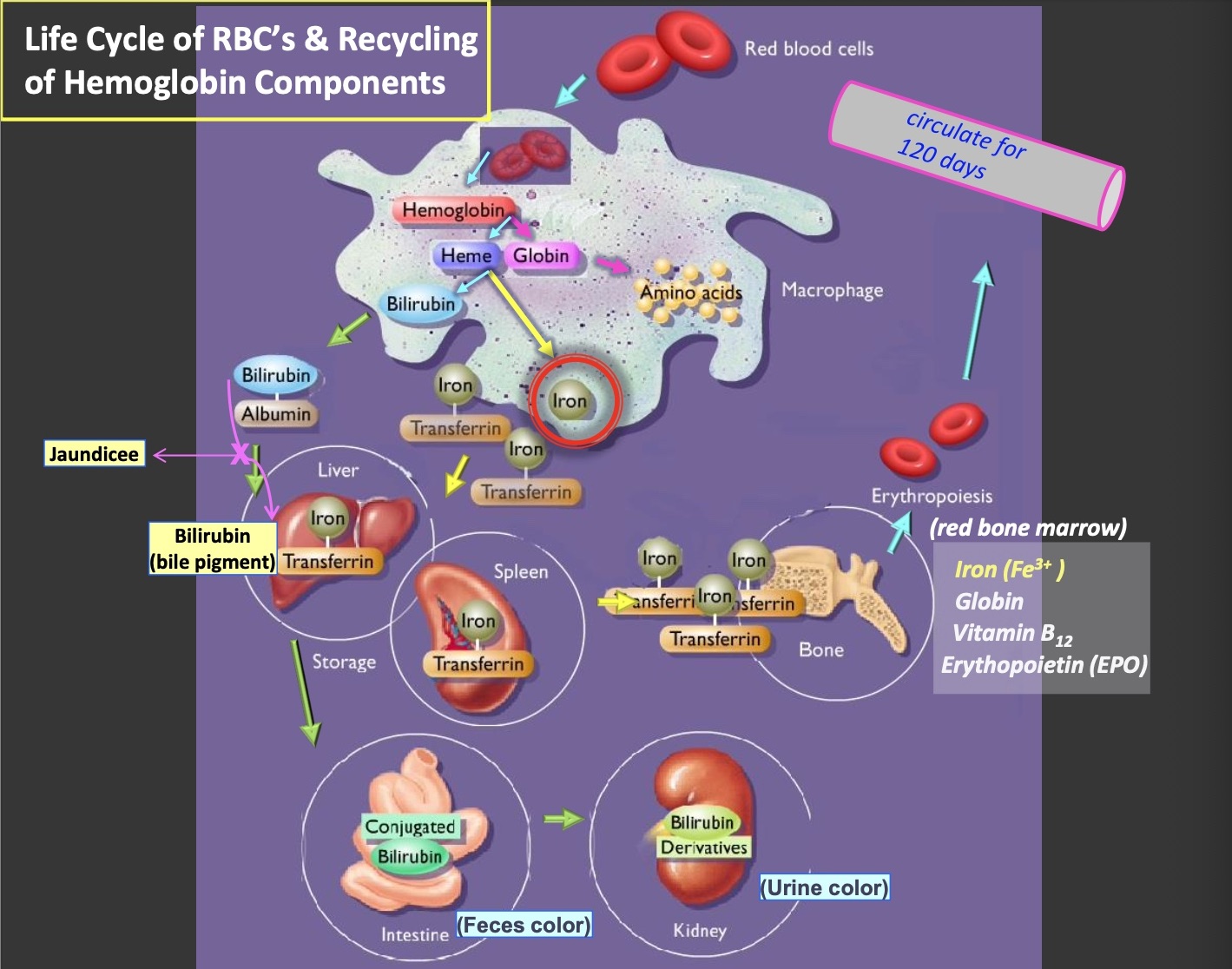 <p>Life cycle of RBCS and recycling of hemoglobin components </p>