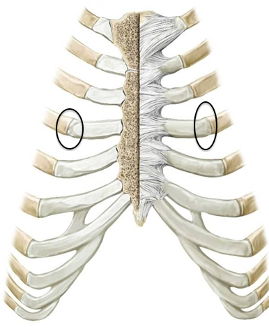 <p>where the cartilage meets the rib</p>