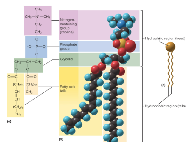 <p>Phospholipids</p>