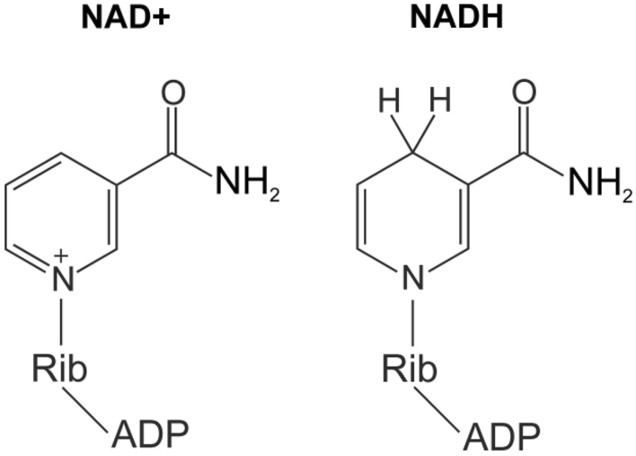 <p>NAD+: coenzyme that acts as a donor and acceptor (electron carrier) of electrons within all eukaryotes</p><p>important in cellular respiration</p><p></p>