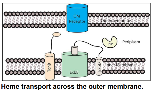 <p>How does <strong>TonB </strong>assist<strong> OM-transporter</strong>s to import iron from <strong>transferrin</strong>? (slide 14)</p>