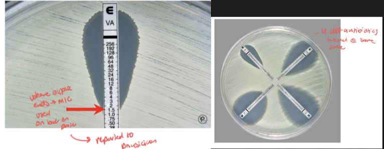 <p><span style="background-color: transparent;">&nbsp;Manual method of providing susceptibility results (MIC) with ease of test performance and costs similar to disk diffusion method&nbsp;</span></p><p><span style="background-color: transparent;">Establishment of antimicrobic density gradient in agar plate format&nbsp;</span></p><ul><li><p><span style="background-color: transparent;">Use of thin plastic test strips impregnated on the underside with concentration of gradient of specific antimicro</span></p></li><li><p><span style="background-color: transparent;">&nbsp;antimicrobic gradient after overnight incubation forms on agar around test strip and gives rise to epileptic area of inhibition</span></p><ul><li><p><span style="background-color: transparent;">&nbsp;similar mechanism to disc diffusion test with three-way street, except use strips that have different concentrations of diff antibiotics</span></p></li></ul></li><li><p><span style="background-color: transparent;">MIC is determined as where the growth Eclipse intersects the scale on the e-test strip&nbsp;</span></p></li></ul><p><span style="background-color: transparent;">&nbsp;</span></p>