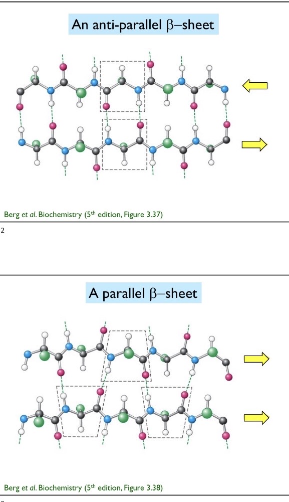 <p>Parallel beta strands are when both adjacent strands goes from N terminus to C terminus. Anti parallel beta strands are when proteins go in opposite direction. Parallel=zigzag and antiparallel=straight across</p>