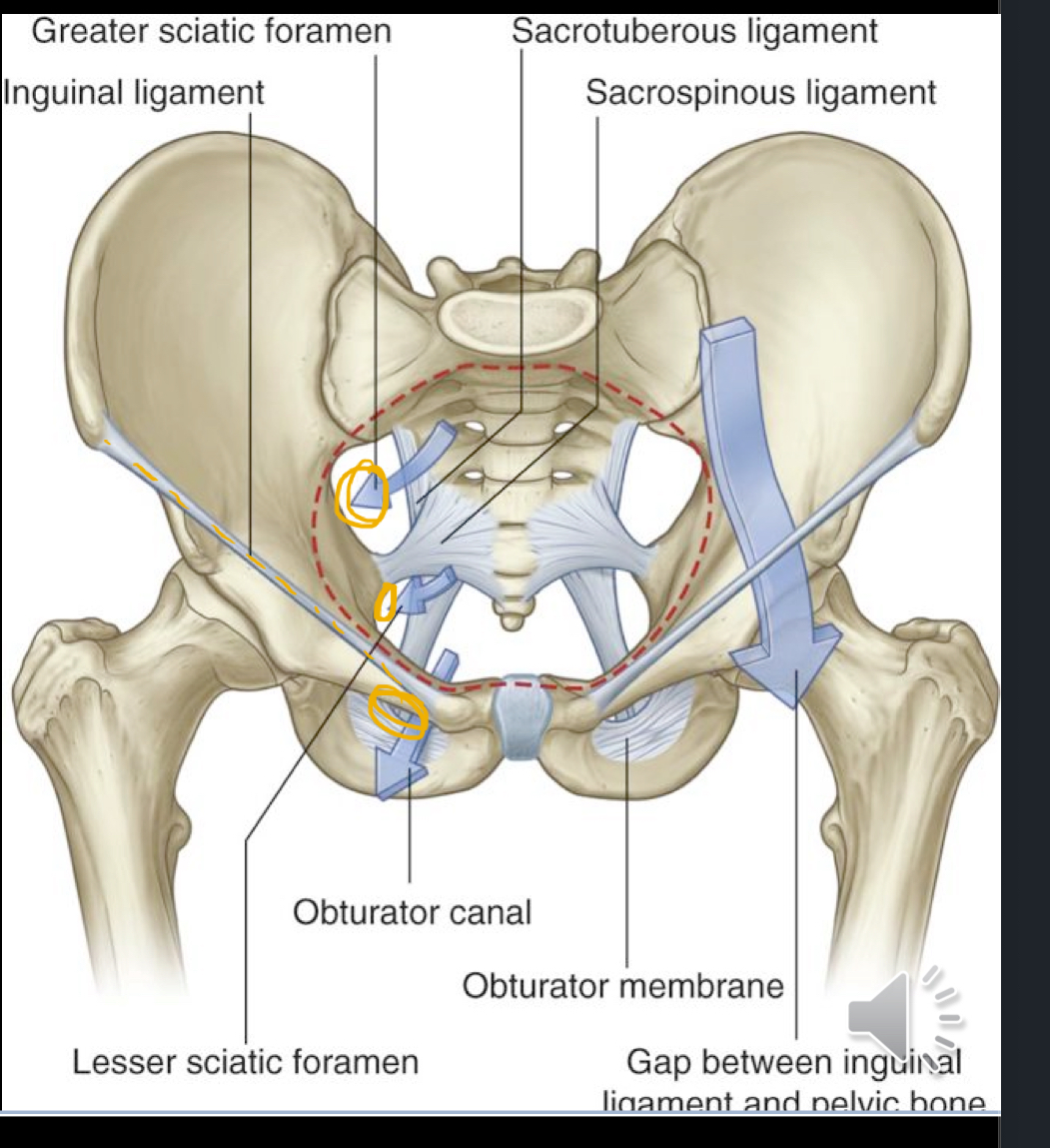 <ul><li><p>Obturator canal</p></li><li><p>Greater Sciatic foramen</p></li><li><p>Lesser sciatic foramen</p></li><li><p>Below the inguinal ligament</p></li></ul><p></p>