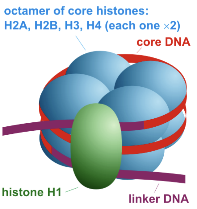 <ul><li><p>found in eukaryotes</p></li><li><p>consists of DNA wrapped around histone protiens</p><ul><li><p>eight histones in core (octamer)</p></li></ul></li><li><p> “linker” histone attaches to DNA to bind DNA to the core</p></li><li><p>histone H1 binds to the linker DNA and helps stabilize the nucleosome structure</p></li></ul><p></p>