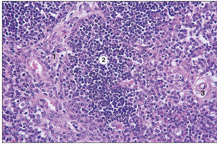 <p>name of histologic slide:</p><p>Specie:</p><p>Parts</p><p>1.__ 2.__ 3.__</p><p>Stain used:</p>