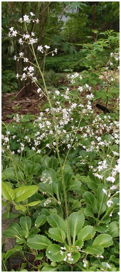 <p>leaves have palmate veination and may be circular bunch at base</p><p>hairs along stem</p><p>flowers before leaves </p>